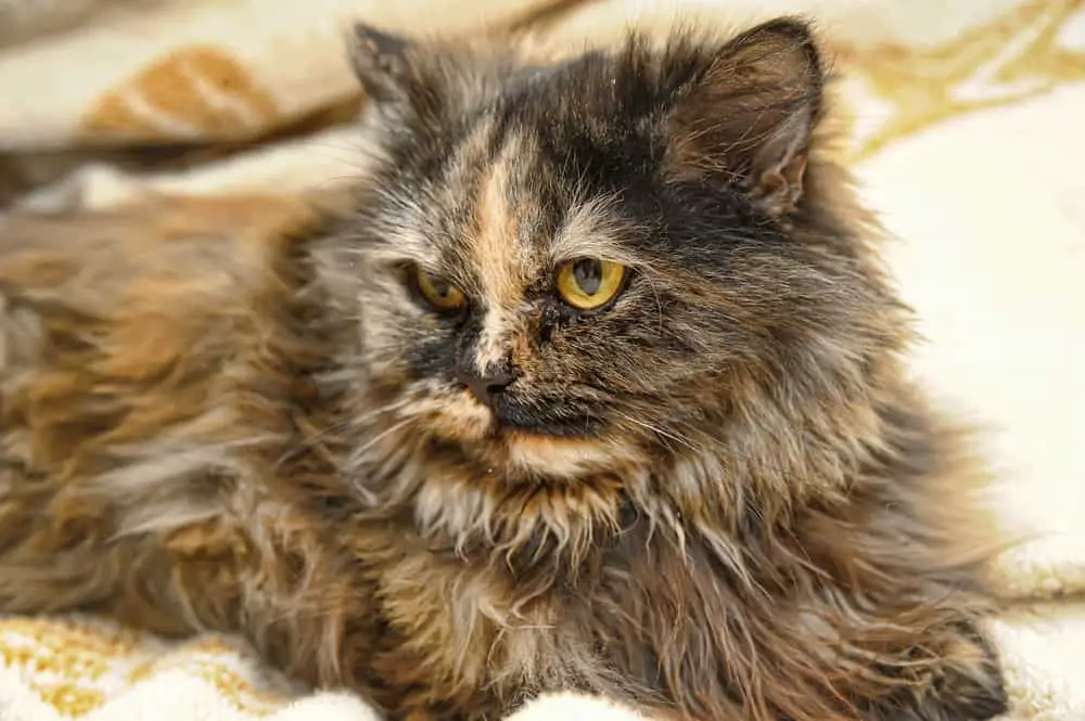 Persian Tortoiseshell Cat