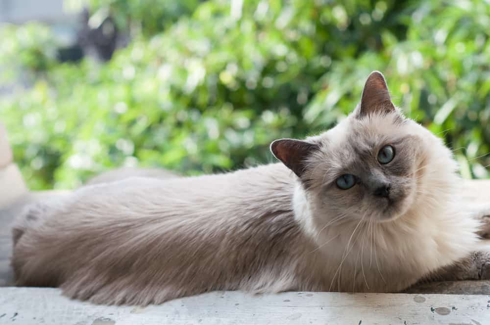 ragamese cat, siamese ragdoll mix cats, reclining outdoors