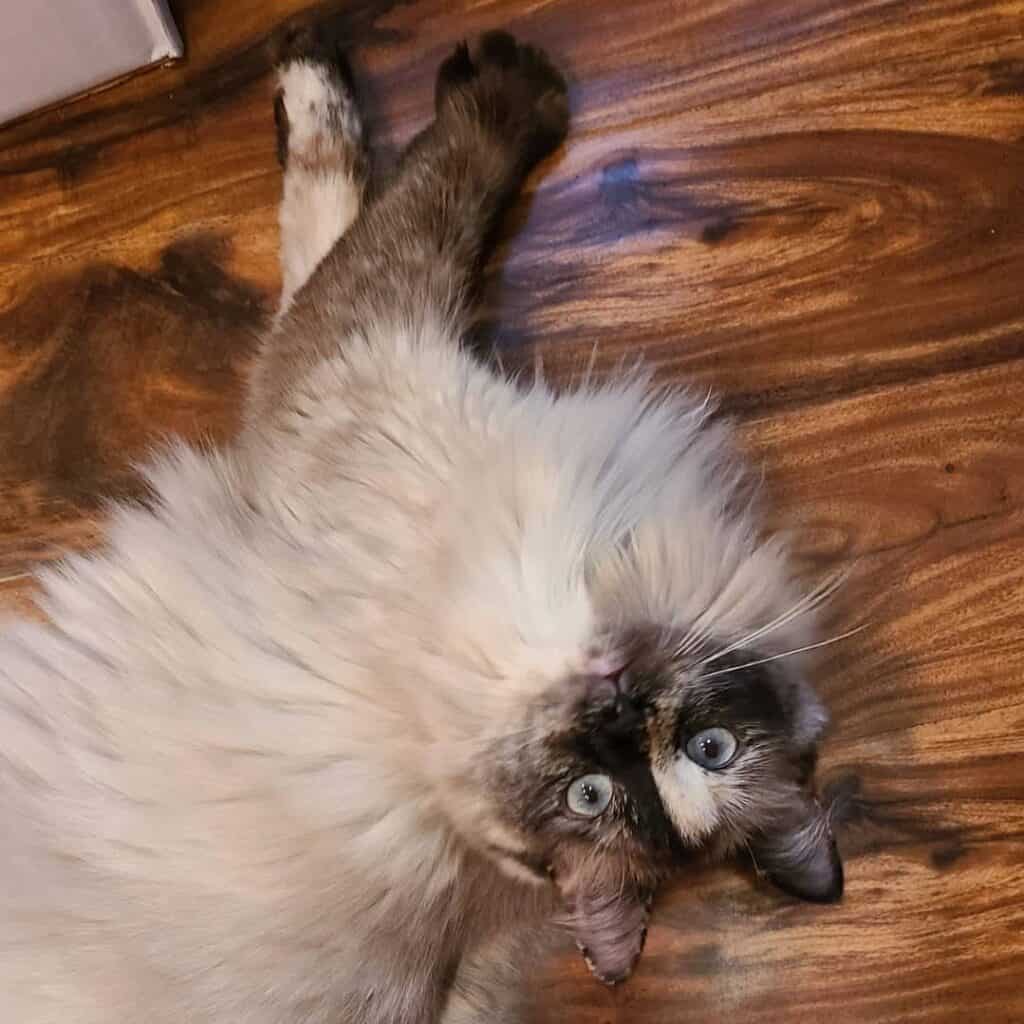 long hair ragamese cat lying on floor