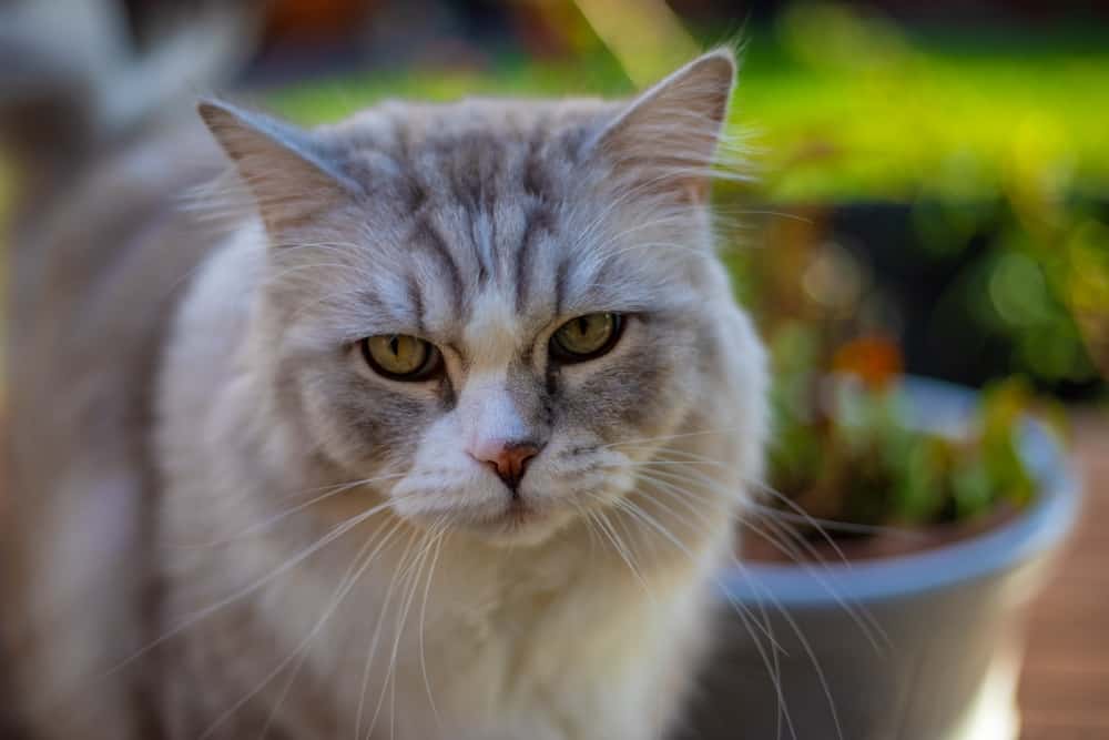 silver tabby ragamuffin cat outdoors