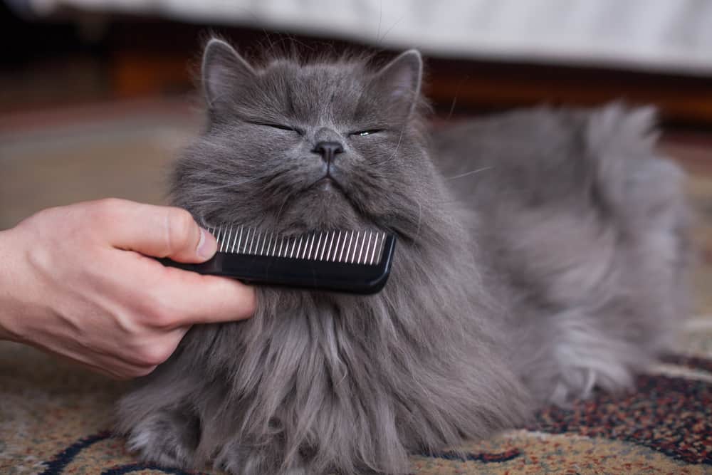 long hair grey cat getting groomed