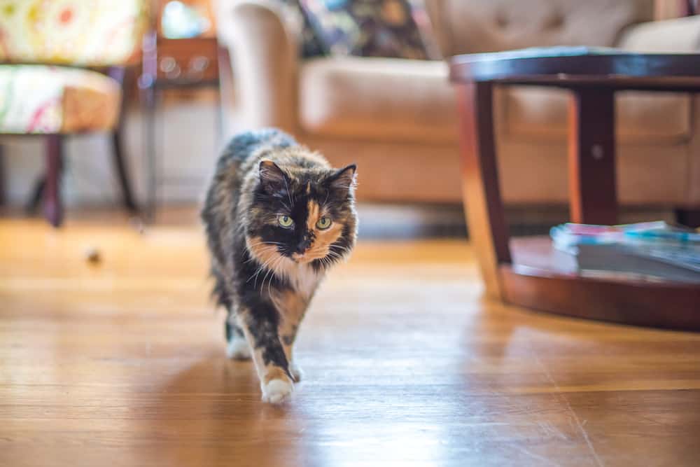 adult tortico cat crossing a living room floor