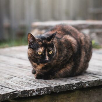domestic shorthair tortie cat in sphinx pose on deck outdoors