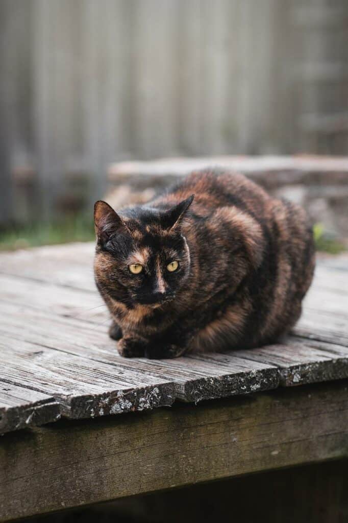 tortie cat imn sphinx pose on deck outdoors