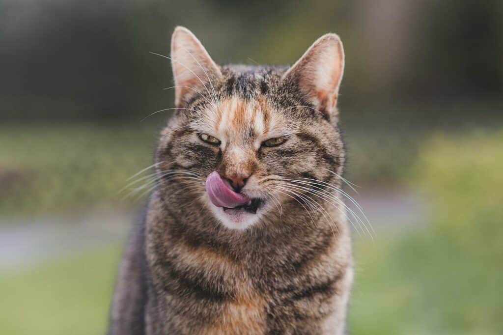 dilute tortie cat outdoors. Torbie cat, patched tabby.