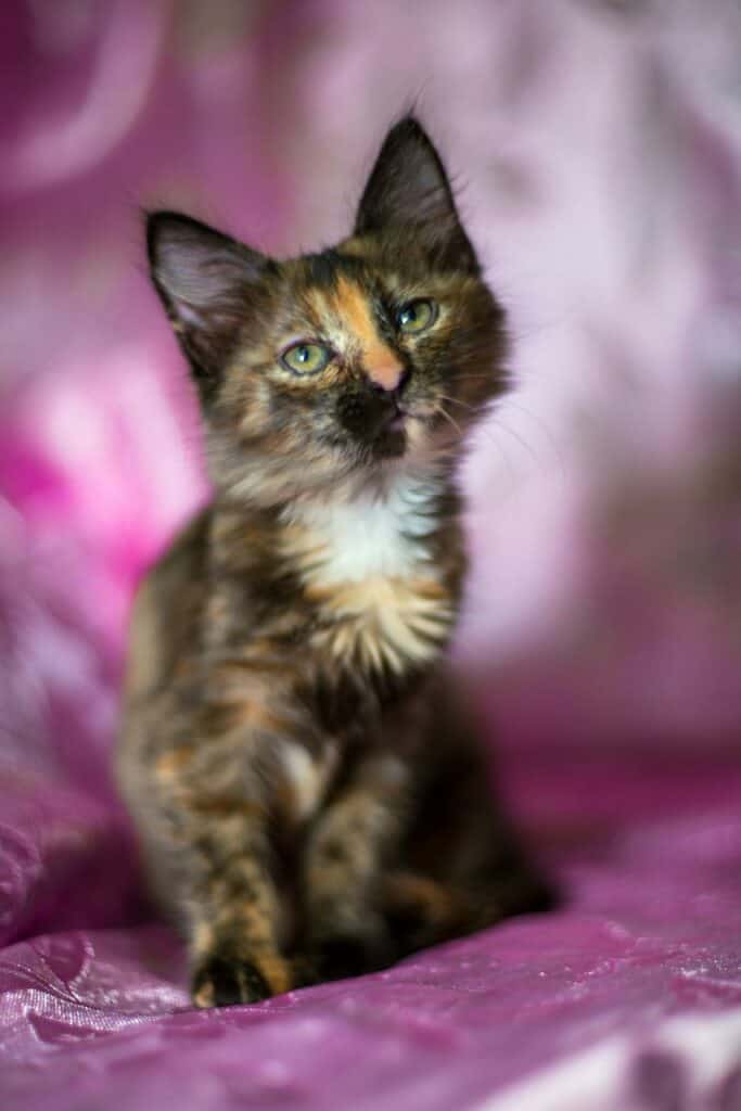 fluffy tortico kitten sitting looking at camera