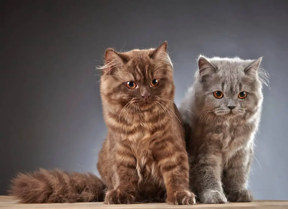 cute british longhair tabby kittens. longhair grey tabby kitten and longhair chocolate tabby kitten with orange eyes