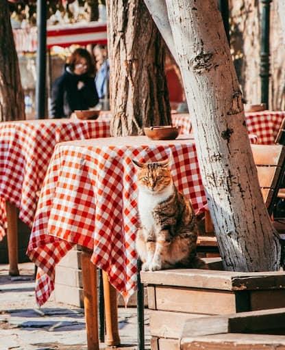 calico tabby mix cat sitting outside restaurant in sunshine.