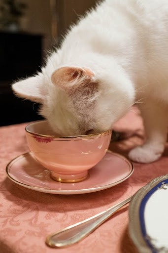 white cat drinking from coffee cup