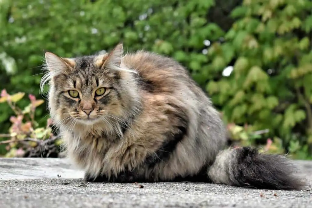 long haired tabby cat outdoors