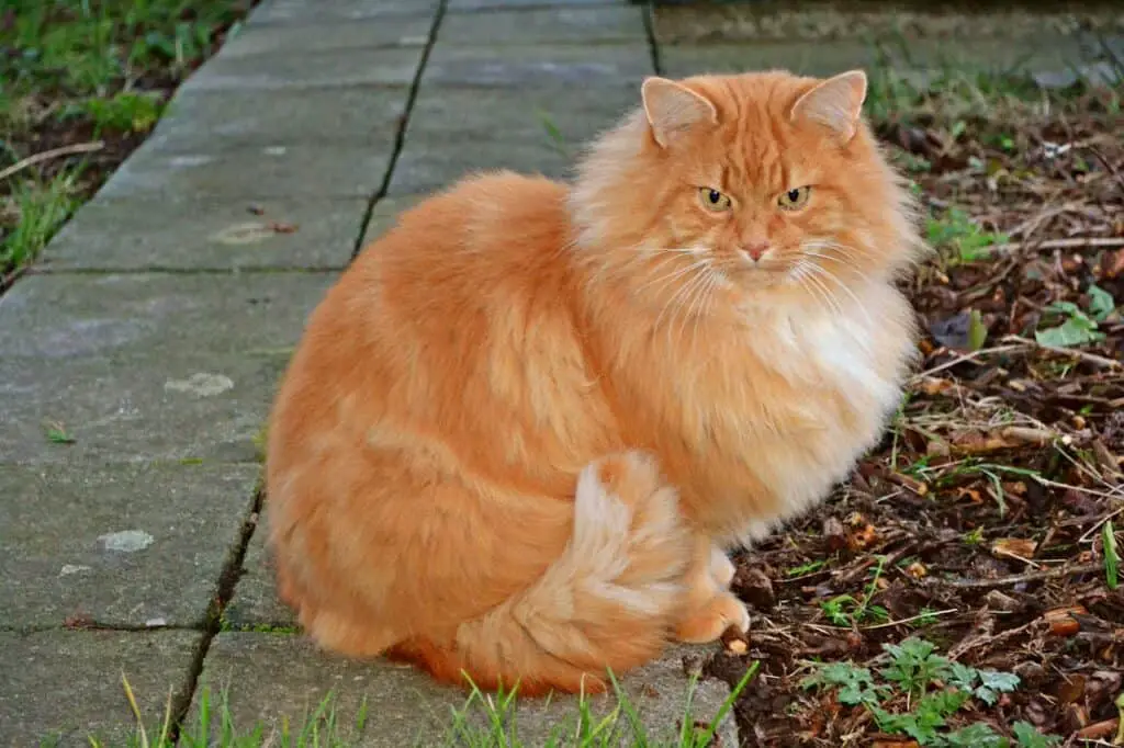 long hair orange tabby cat sitting outdoors. 