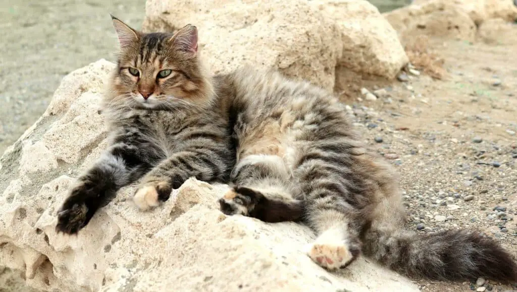 long haired brown tabby cat reclining on stones at a beach.