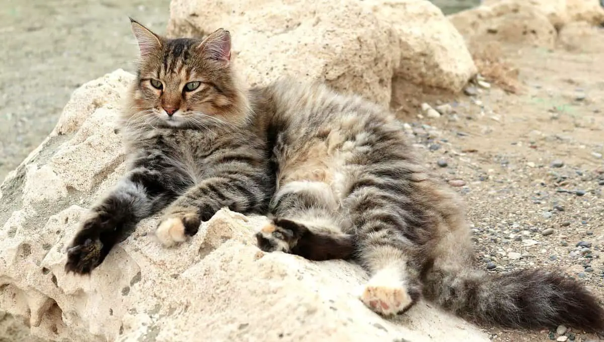 Long Haired Tabby Cat Types, Breeds, Patterns