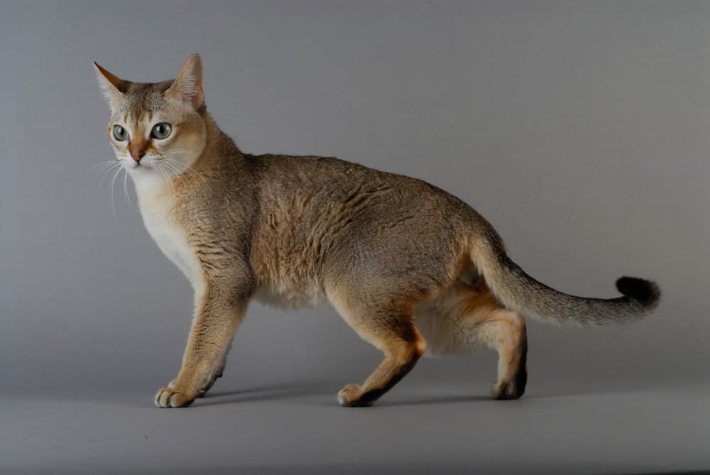 a shorthair singapura cat against grey background. brown tabby cat breed